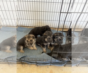 German Shepherd Dog Litter for sale in ATHENS, TN, USA