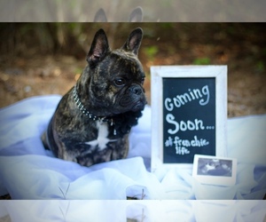 French Bulldog Litter for sale in CONYERS, GA, USA