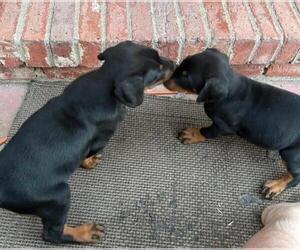 Doberman Pinscher Litter for sale in SAN DIEGO, CA, USA