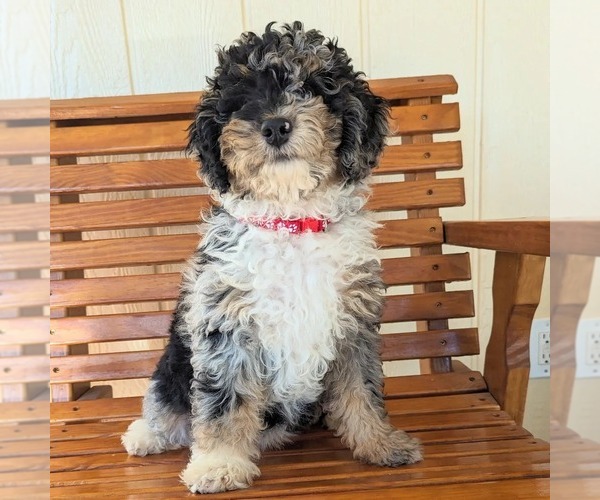 Medium Photo #1 Miniature Bernedoodle Puppy For Sale in PLACERVILLE, CA, USA
