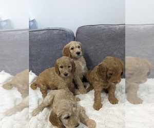 Goldendoodle Litter for sale in TUSCALOOSA, AL, USA