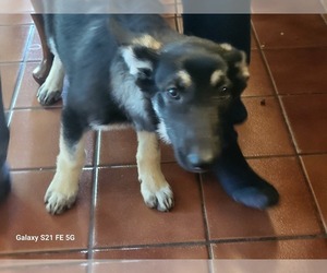 German Shepherd Dog Litter for sale in COLONY, KS, USA