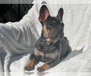 French Bulldog Litter for sale in HILLSBORO, OR, USA