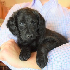 Labradoodle Litter for sale in WABASH, IN, USA