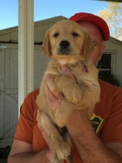 Golden Retriever Litter for sale in COLLINSVILLE, MS, USA