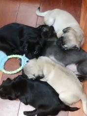 Pug Litter for sale in EVERGREEN, CO, USA