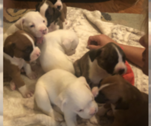 Boxer Litter for sale in ANTHONY, NM, USA