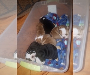 English Bulldog Litter for sale in LEHIGH, FL, USA
