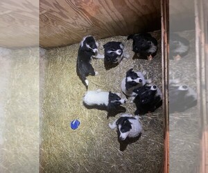 Border Collie Litter for sale in VERSAILLES, MO, USA