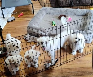 Bichon Frise Litter for sale in SPINDALE, NC, USA
