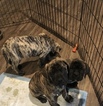 Small Photo #1 Mastiff Puppy For Sale in BATTLE GROUND, WA, USA