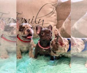 French Bulldog Litter for sale in PALMDALE, CA, USA