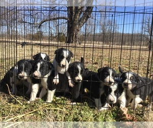 Border Collie Litter for sale in ROGERSVILLE, MO, USA