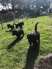 Labradoodle Litter for sale in SUMAS, WA, USA