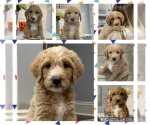 Labradoodle Litter for sale in PERRY, GA, USA