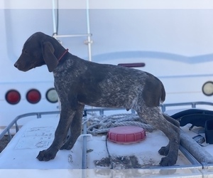 German Shorthaired Pointer Litter for sale in AZUSA, CA, USA