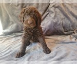 Small German Shorthaired Pointer-Poodle (Standard) Mix