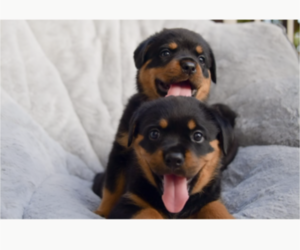 Rottweiler Litter for sale in MIAMI, FL, USA