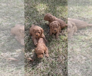 Poodle (Toy) Litter for sale in FORT MILL, SC, USA
