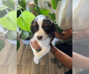 English Springer Spaniel Litter for sale in LOS LUNAS, NM, USA