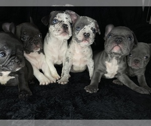 French Bulldog Litter for sale in LORAIN, OH, USA