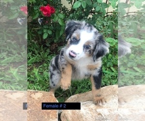 Miniature Australian Shepherd Litter for sale in NATURITA, CO, USA