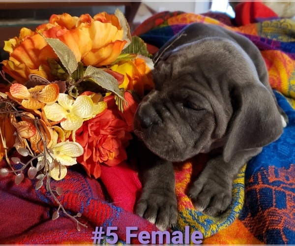Medium Photo #1 Cane Corso Puppy For Sale in ENNIS, TX, USA