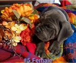 Small Photo #1 Cane Corso Puppy For Sale in ENNIS, TX, USA