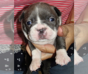 Boston Terrier Litter for sale in CRKD RVR RNCH, OR, USA