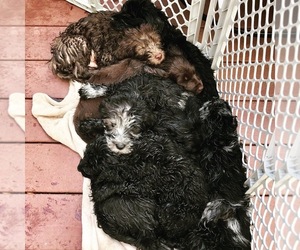 Labradoodle Litter for sale in COLCHESTER, CT, USA
