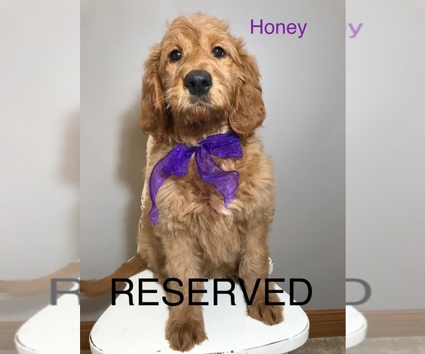 Medium Photo #1 Goldendoodle Puppy For Sale in WOODBURN, IN, USA