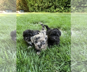 Poovanese Litter for sale in LEBANON, OR, USA