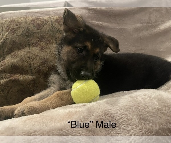 Medium Photo #1 German Shepherd Dog Puppy For Sale in PERKINSVILLE, VT, USA