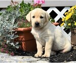 Small Labrador Retriever