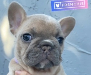 French Bulldog Litter for sale in SAN DIEGO, CA, USA