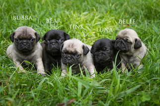 Pug Litter for sale in HANNA CITY, IL, USA