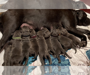 Cane Corso Litter for sale in DINGMANS FERRY, PA, USA