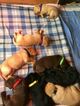 Small Photo #1 Labrador Retriever Puppy For Sale in FRENCH CAMP, CA, USA