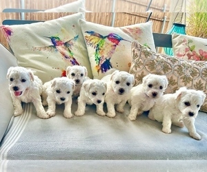 Bichon Frise Litter for sale in BURLESON, TX, USA