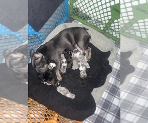 French Bulldog Litter for sale in JAMAICA, NY, USA