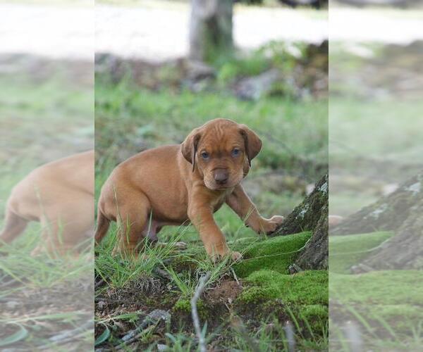 Medium Photo #1 Doberman Pinscher-Great Dane Mix Puppy For Sale in OWENSBORO, KY, USA