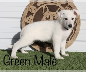 German Shepherd Dog Litter for sale in GARDEN CITY, TX, USA