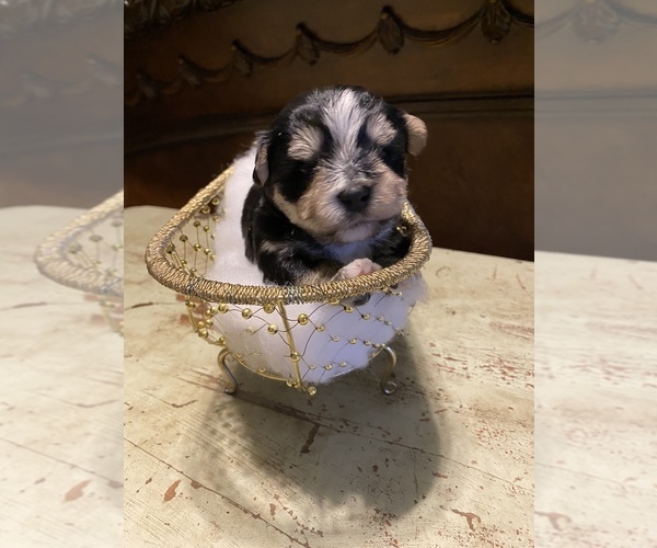 Medium Photo #1 Morkie Puppy For Sale in COWARD, SC, USA