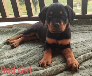 Rottweiler Litter for sale in TABLE GROVE, IL, USA