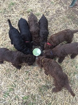 Medium Photo #1 Labradoodle Puppy For Sale in WATERLOO, SC, USA