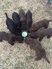 Labradoodle Litter for sale in WATERLOO, SC, USA