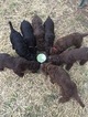Small Photo #1 Labradoodle Puppy For Sale in WATERLOO, SC, USA