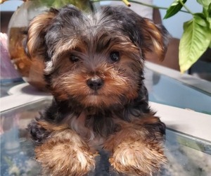 Yorkshire Terrier Litter for sale in SACRAMENTO, CA, USA