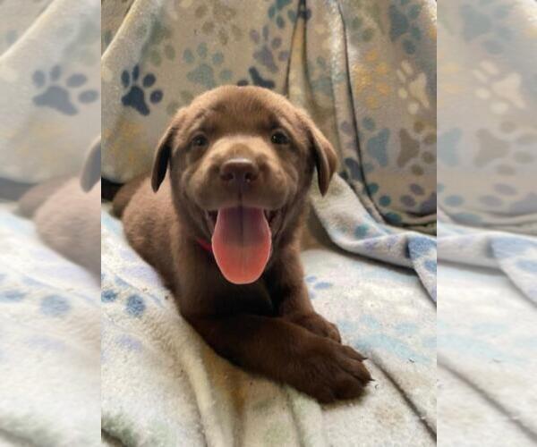 Medium Photo #1 Labrador Retriever Puppy For Sale in BLACKSBURG, SC, USA