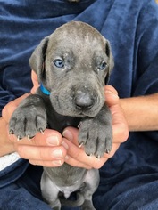 Great Dane Litter for sale in JAMESTOWN, NY, USA